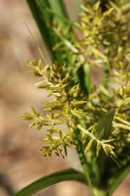 Image result for Cyperus esculentus
