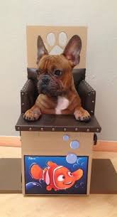 We Build Bailey Chairs For Dogs Diagnosed With Canine Megaesophagus Bailey Chairs For Dogs Canine Mega Bailey Chair For Dogs Bailey Chairs Animal Fundraising