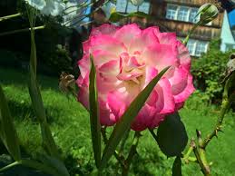 It all started with a vintage dress we uncovered in a closet at our parent's house. Garden Queen Archives Poetry From The Lab