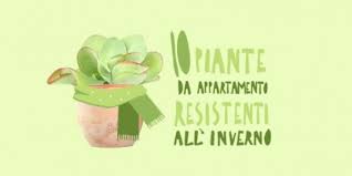 La nostra selezione di piante resistenti ha un po' di tutto. 10 Piante Da Appartamento Resistenti Quali Sono E Come Si Coltivano Flobflower