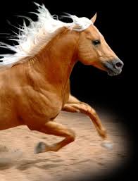 Love Blooms At The Apple Blossom Inn Paperback Horse Love Palomino Horse Horses And Dogs