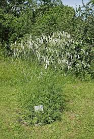 Image result for Sabicea orientalis