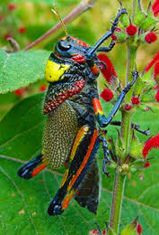 Image result for Polystachya delepierrei