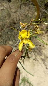 Image result for Acridocarpus chloropterus