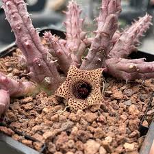 Image result for Huernia volkartii