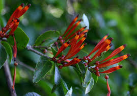 Image result for Agelanthus