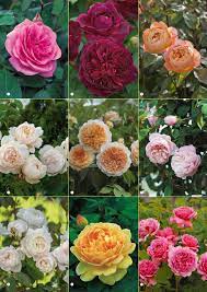 The rose has the distinction of being a universally beloved scent: Which Are The Most Fragrant Roses On Earth Read Our Guide To A Heavenly Scented Garden The Perfume Society