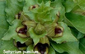 Image result for Satyrium confusum