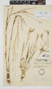 Image result for Bothriochloa radicans