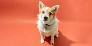 Various dog breeds with stubby, tiny paws, and cute small legs were developed to handle specific jobs. Best Flea Treatments For Cats And Dogs 2021 Reviews By Wirecutter