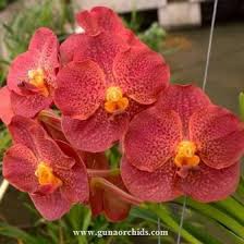Image result for Vanda