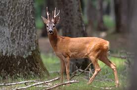 Image result for roe deer
