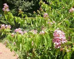 Image result for Ruspolia australis