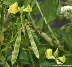 Image result for Vigna luteola