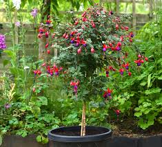 Spruce up your home with this better homes and gardens fuchsia plant. How To Grow Fuchsias Thompson Morgan