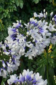 Guzel Cicekler Agapanthus Plant Agapanthus African Lily
