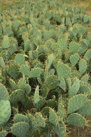 Prickly pear cactus is used for type 2 diabetes, high cholesterol, obesity, alcohol hangover, colitis, diarrhea, and benign prostatic some researchers think that it might also decrease cholesterol levels, and kill viruses in the body. Texas Southwestern Cattle Raisers Faster Pricklypear Control Benefits