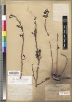 Image result for Ochna schweinfurthiana