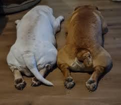 His short, stocky legs have great muscle definition. I Noticed Allot Of Confusion In A Few Previous Posts About Bulldogs With Tails Whilst The British Bulldogs Do Tend To Have The Short Stumpy Tail From Birth There Are A Few