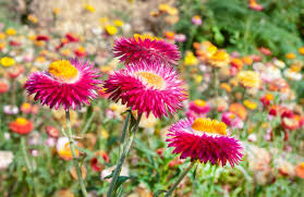 Image result for Helichrysopsis