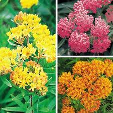 Pin On Garden Outdoor