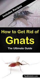 You can get rid of these gnats quickly by cleaning the kitchen and bathroom pipe on a regular basis. 21 Simple Effective Ways To Get Rid Of Gnats
