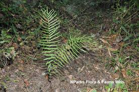 Image result for Pteris commutata