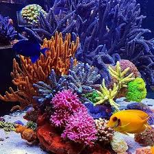 Pin By Mine Isik On ים In 2020 Coral Reef Coral Reef Aquarium Ocean Creatures