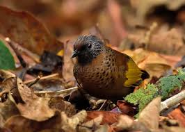 Image result for Erythrocephalum