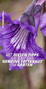Gemeines Fettkraut Im Garten Oder Auf Der Fensterbank Anpflanzen In 2020 Fettkraut Pflegeleichte Pflanzen Pfingstrosen Pflanzen