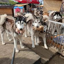 Paradise of Dogs Tierschutzhof