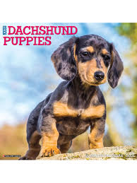 Thinking of a dachshund puppy? Willow Creek Calendar Dachshund Puppies Office Depot