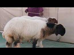 مشروع فحل نعيمي اذكر الله غنم للبيع animals cow lamb