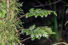 Image result for Hymenophyllaceae