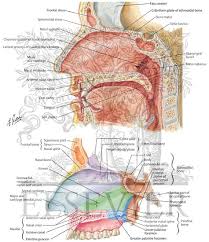 Nasal cavity and sinus tumors are usually treated with surgery. Medial Wall Of Nasal Cavity Nasal Septum