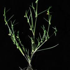 Image result for Commelina subulata