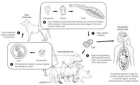Image result for Beef Tapeworm