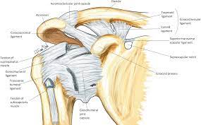 The shoulder joint (glenohumeral joint) is a ball and socket joint between the scapula and the humerus. Shoulder Anatomy Springerlink