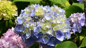 What grows well with hydrangeas? Hydrangea Full Guide How To Grow And Care For Hydrangeas