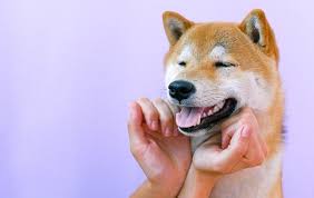 Price in sri lanka : Bringing Dogs From Mexico To The Us 2021 Guide Pets That Travel