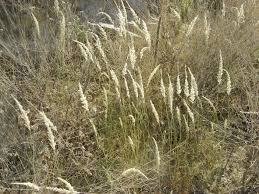 Image result for Enneapogon cenchroides