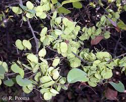 Image result for Hymenocardia