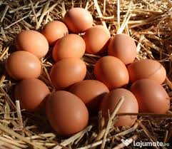 Prima pe tara la productia de oua ecologice si a treia ferma ecologica de gaini ouatoare din romania, oua de tara este o afacere tanara si foarte promitatoare. Vand Oua Gaina De Curte Pret De La 0 7lei Adroi Food