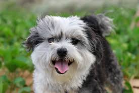 340+ Shih Tzu Stuffed Animal Stock Photos, Pictures & Royalty-Free Images