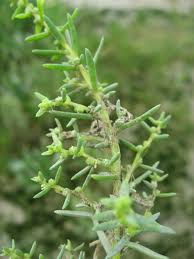 Image result for Suaeda