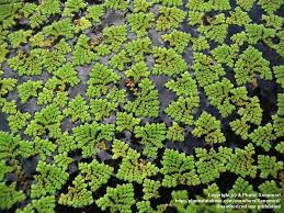 Image result for Azolla pinnata