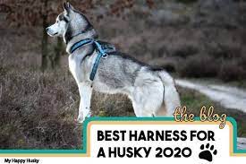 Haoyueer pink spiked studded dog collar 2 inch in width leather dog collars chain leash combo set fit medium & large dogs pitbull husky mastiff terrier 3.6 out of 5 stars 18 $27.99 $ 27. 8 Best Harnesses For Huskies Safe Options For Strong Dogs My Happy Husky