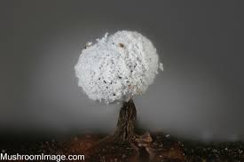 Image result for Melanospermum