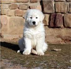 The current median price for all maremma sheepdogs sold is $1,600.00. 23 Abruzzo Sheepdogs Ideas Livestock Guardian Dog Maremma Sheepdog Sheepdog