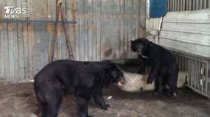 We did not find results for: æœ€å¾Œ1éš»ç§é¤Šå°ç£é»'ç†Šé€å£½å±±å‹•ç‰©åœ' Tvbsæ–°èžç¶²